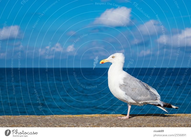 Möwe an der Ostseeküste in Warnemünde Erholung Ferien & Urlaub & Reisen Tourismus Meer Tier Wasser Wolken Küste Vogel blau Idylle Natur Umwelt Seevogel Mole