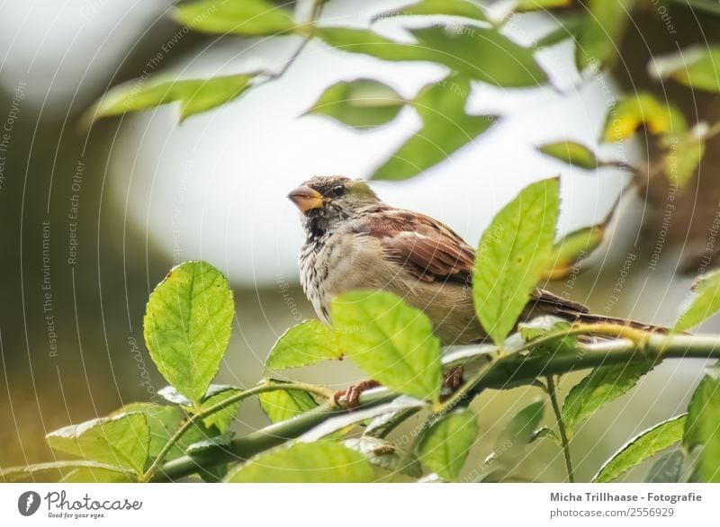 Spatz im Baum Natur Tier Sonne Sonnenlicht Schönes Wetter Blatt Wildtier Vogel Tiergesicht Flügel Krallen Schnabel Feder 1 beobachten fliegen leuchten Blick