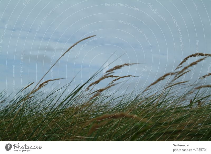 Seegras Schilfrohr Gras Herbst Wind Nordsee