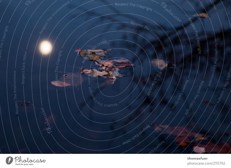 Herbst in blau Natur Landschaft Himmel Nachthimmel Mond Baum Blatt Ast Zweig Park Seeufer dunkel glänzend Stimmung Romantik ruhig träumen Traurigkeit Einsamkeit