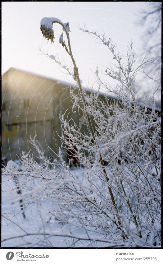 frosti 1. Dezember Lifestyle Garten Kunst Natur Pflanze Tier Winter Klima Schönes Wetter Eis Frost Schnee Sonnenblume Ruine Feste & Feiern glänzend kalt trashig