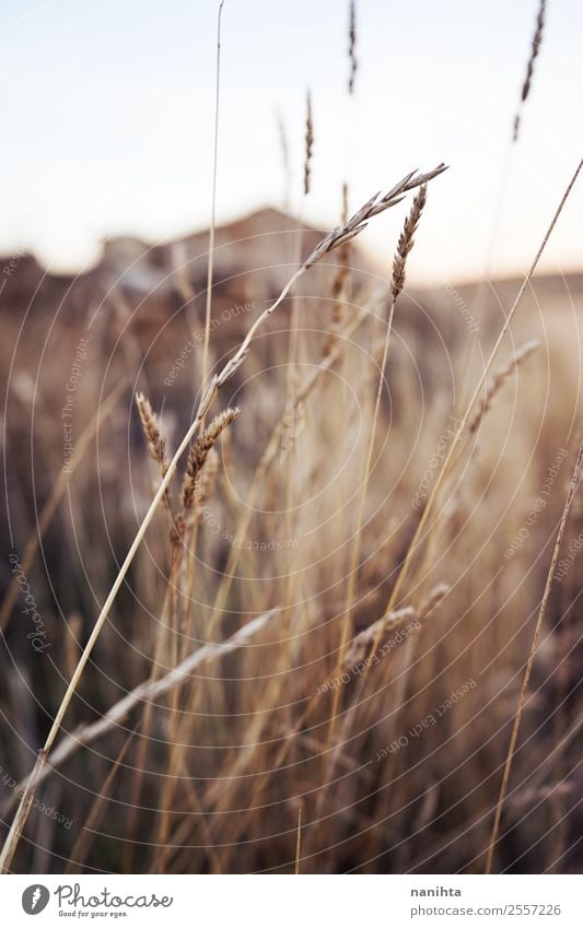 Schöne getrocknete Pflanzen im Herbst Umwelt Natur Sommer Schönes Wetter Blatt Grünpflanze Wildpflanze Feld ästhetisch dünn authentisch einfach frisch natürlich