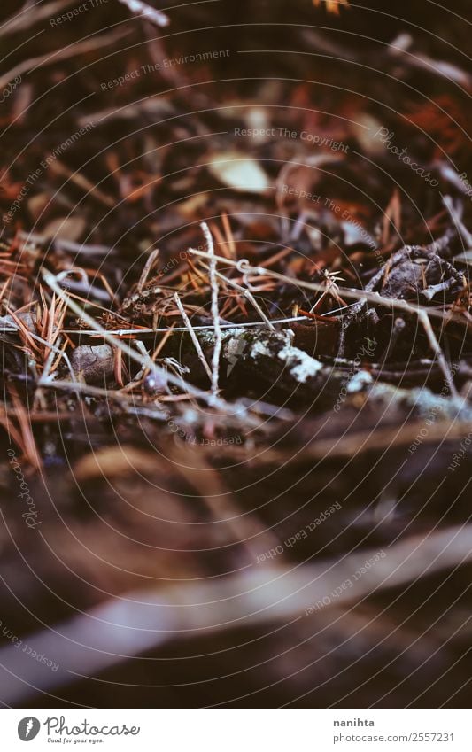 Abstrakte Makroaufnahme des Waldbodens im Herbst Umwelt Natur Pflanze Urelemente Erde Gras Moos Blatt Holz alt dunkel authentisch klein natürlich trocken Wärme