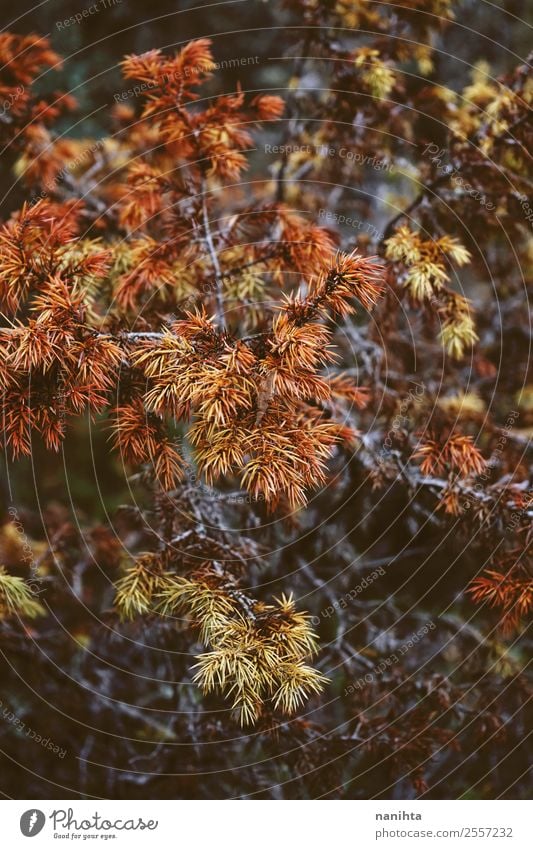 Herbstlich trockene Blätter im Wald Umwelt Natur Pflanze Baum Blatt Ast Holz dunkel authentisch exotisch natürlich wild braun gelb orange Konsistenz herbstlich