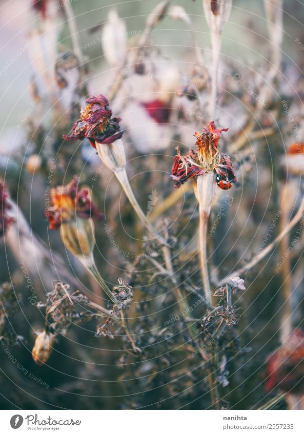 Schöne getrocknete Blumen Design Umwelt Natur Pflanze Herbst Klimawandel Blüte Topfpflanze Wildtier Marienkäfer 1 Tier alt authentisch natürlich trist trocken