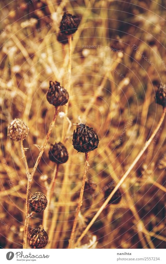 Goldene getrocknete Pflanzen im Herbst Umwelt Natur Sommer Schönes Wetter Grünpflanze Wildpflanze natürlich schön trocken Wärme wild braun gold herbstlich