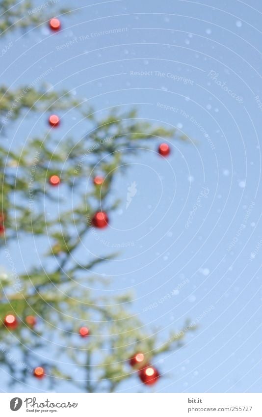 ich wünsch mir eine Brille... Feste & Feiern Weihnachten & Advent Umwelt Pflanze Himmel Winter Klima Schnee Schneefall Baum fallen glänzend hängen leuchten