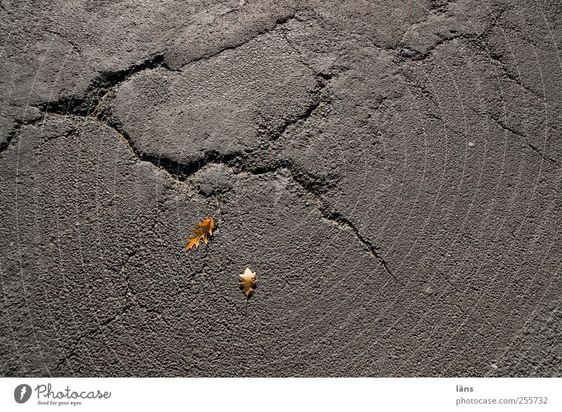 spuren Herbst Blatt Straße alt gelb grau Vergänglichkeit Wandel & Veränderung Asphalt Riss Farbfoto Außenaufnahme Strukturen & Formen Menschenleer