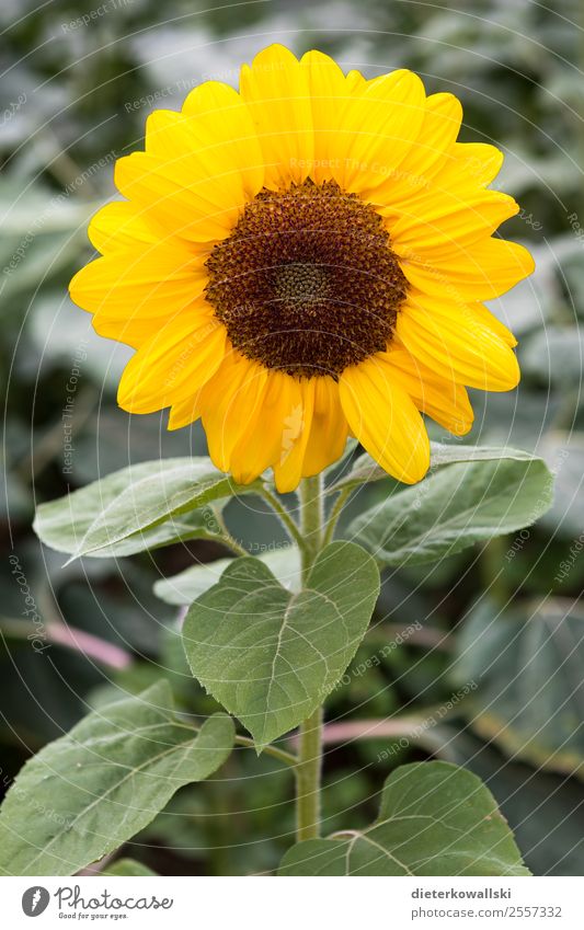 Sonnenblümchen Umwelt Natur Landschaft Pflanze Blume Nutzpflanze Wachstum Sonnenblume Sommer Umweltschutz Umweltverschmutzung Farbfoto Tag