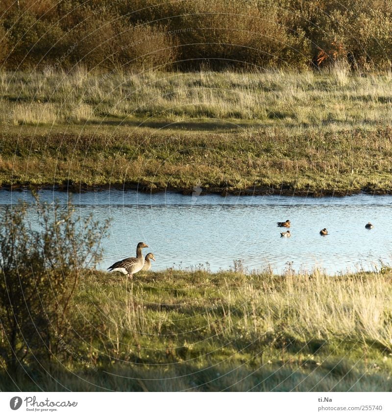 im Gänsemarsch Landschaft Herbst Gras Sträucher Nordsee Speicherkoog Nationalpark Wildtier Vogel Graugans 2 Tier Schwimmen & Baden Zusammensein schön wild blau