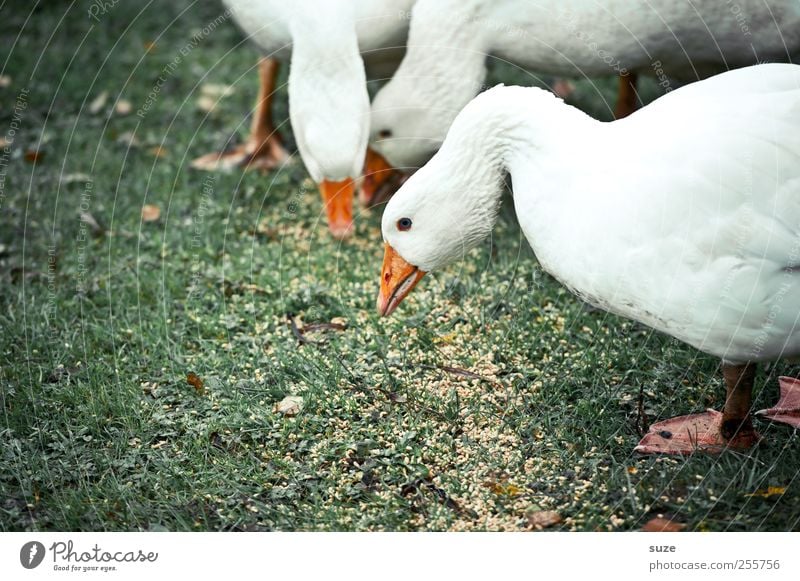 Gans und gar ... Umwelt Natur Tier Wiese Nutztier Vogel 3 Tiergruppe Fressen frei Glück Neugier wild grün weiß Landleben Korn Federvieh tierisch freilaufend