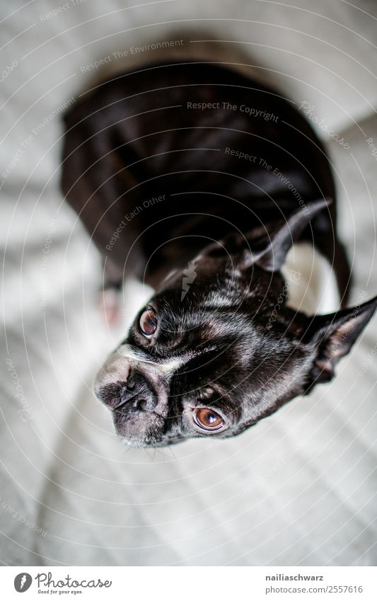 Boston Terrier Portrait Bett Wärme Tier Haustier Hund Tiergesicht Bulldogge 1 Decke Blick sitzen Traurigkeit warten elegant lustig niedlich schwarz weiß