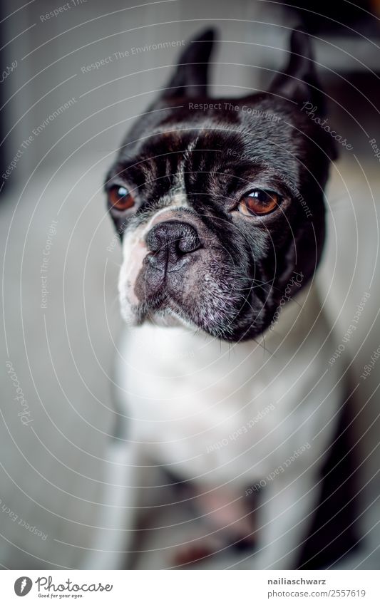 Boston Terrier Portrait Lifestyle elegant Häusliches Leben Wohnung Tier beobachten entdecken sitzen warten frech lustig Neugier niedlich schön schwarz weiß