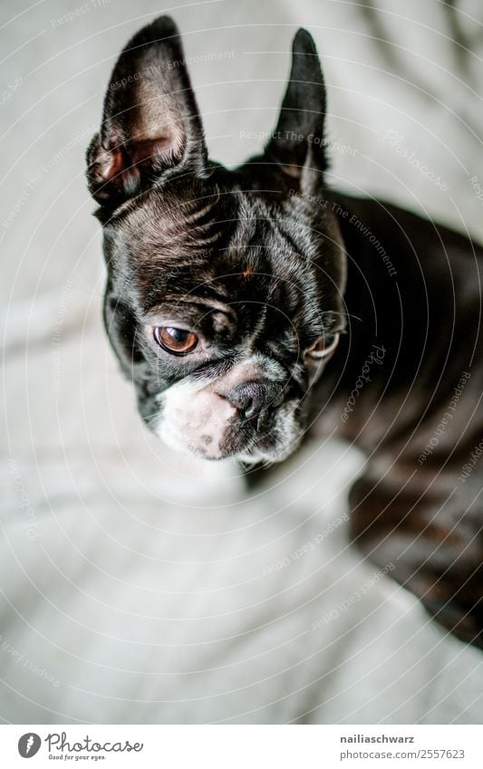 Boston Terrier Portrait Wärme Tier Haustier Hund 1 beobachten entdecken Erholung Blick warten frech Freundlichkeit Fröhlichkeit lustig natürlich Neugier