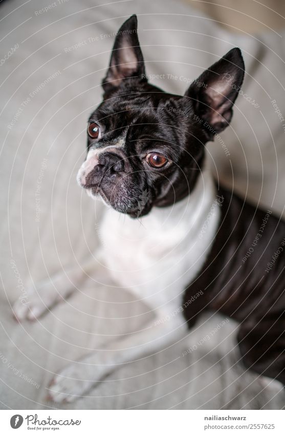 Boston Terrier Portrait Wärme Tier Hund boston terrier französische Bulldogge 1 Decke beobachten entdecken Blick warten frech Fröhlichkeit listig lustig Neugier