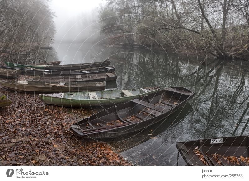 Fischerhafen Wasser Herbst Nebel Wald Flussufer Fischerboot alt braun grün schwarz weiß ruhig Idylle Fischerkahn Anlegestelle Altrhein Rheinauen Farbfoto