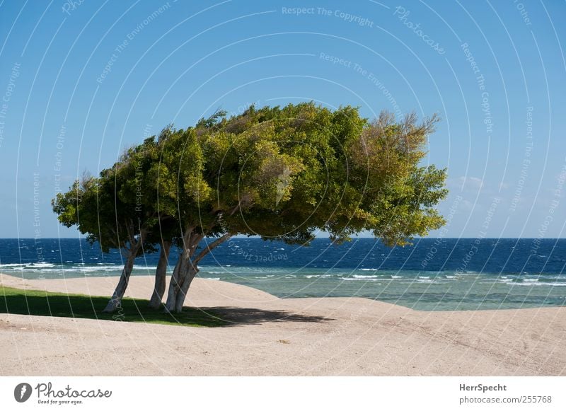 Immer dieser Nordwind... Landschaft Sand Wasser Wolkenloser Himmel Schönes Wetter Baum Küste Meer Wüste Wachstum blau grün Einsamkeit Ferne Zusammenhalt Wind