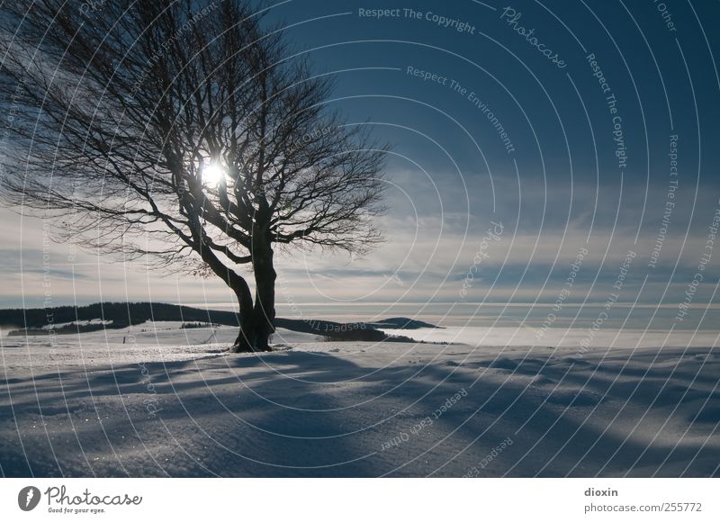 Winterland Ferien & Urlaub & Reisen Schnee Winterurlaub Berge u. Gebirge Himmel Wolken Sonnenlicht Schönes Wetter Eis Frost Pflanze Baum Baumstamm Ast Gipfel