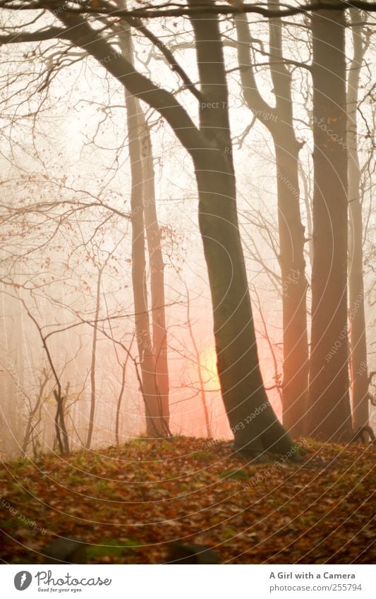 the fight against darkness Umwelt Natur Herbst Winter schlechtes Wetter Nebel Baum Blatt Wald leuchten dunkel Wärme wild Straßenbeleuchtung Gedeckte Farben