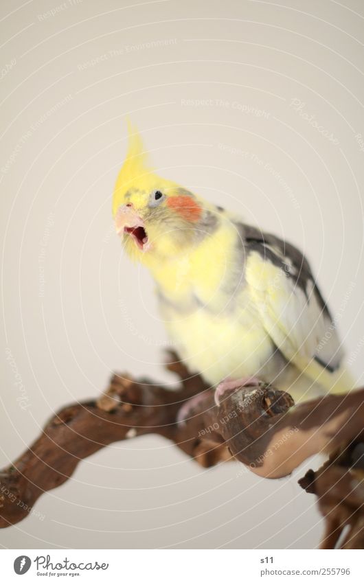 gääääähhn... Tier Haustier Vogel Tiergesicht Flügel Krallen 1 atmen fliegen sprechen schaukeln Coolness frech lustig braun gelb grau Gefühle gähnen