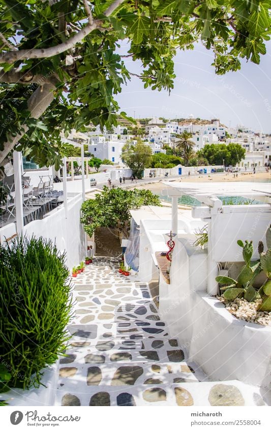 Mykonos Lifestyle Freizeit & Hobby Ferien & Urlaub & Reisen Tourismus Ausflug Sightseeing Kreuzfahrt Sommer Sommerurlaub Strand Schönes Wetter Baum Kaktus