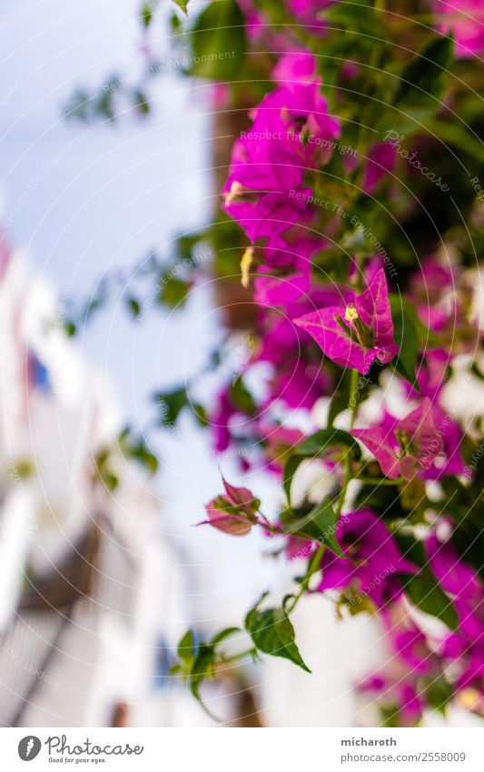 Blumige Aussicht Ferien & Urlaub & Reisen Tourismus Ausflug Sommer Sommerurlaub Umwelt Natur Pflanze Klima Schönes Wetter Blume Grünpflanze Garten atmen