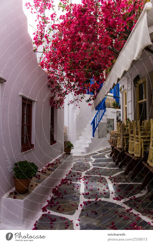 Mykonos Street Ferien & Urlaub & Reisen Tourismus Ausflug Sightseeing Sommer Sommerurlaub Baum Blume Blatt Blüte Dorf Fischerdorf Stadtzentrum Altstadt Haus