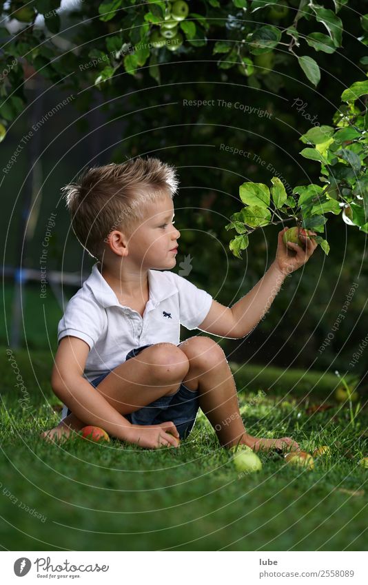 Apfelernte Lebensmittel Frucht Ernährung Vegetarische Ernährung Gesundheit Gartenarbeit Kind Junge Kindheit 3-8 Jahre Umwelt Natur Herbst Essen frisch obst