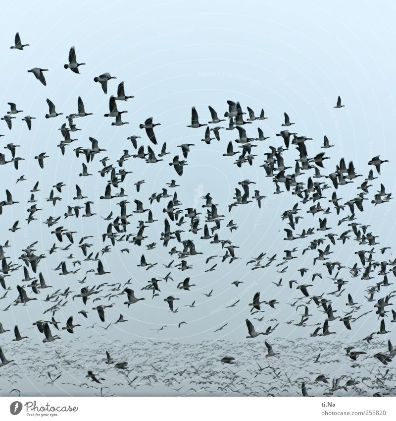 immer mir nach Wildtier Vogel Flügel Wildgans Zugvogel Schwarm fliegen frei gigantisch wild Freiheit viele Vogelflug Vogelschwarm Menschenleer Farbfoto Tag