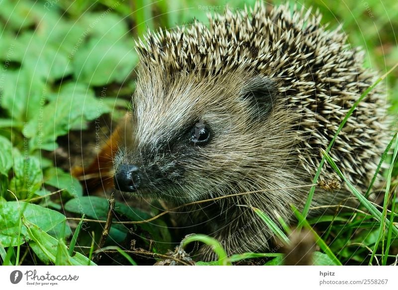 neugierig Natur Tier Wildtier Tiergesicht Igel krabbeln lernen stachelig Neugier Farbfoto Außenaufnahme Textfreiraum links Tag Froschperspektive Tierporträt