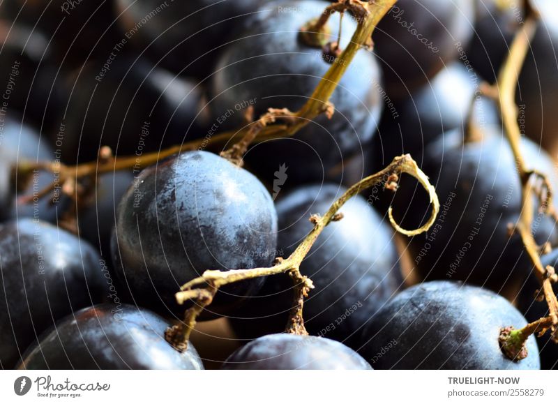 Blaue Weintrauben Frucht Ernährung Bioprodukte Vegetarische Ernährung Diät Gesundheit Gesunde Ernährung Fitness Leben harmonisch Wohlgefühl Zufriedenheit