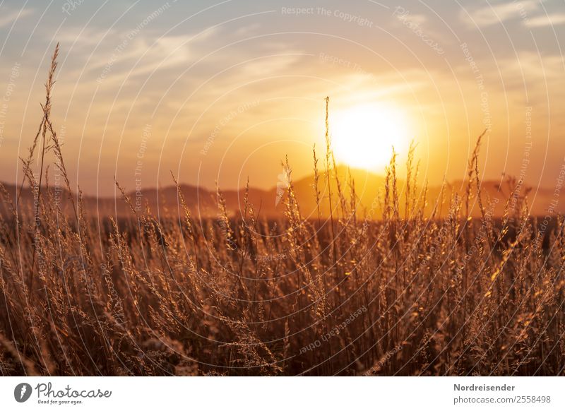 Staubiger Sommer Landwirtschaft Forstwirtschaft Natur Landschaft Pflanze Urelemente Sonnenaufgang Sonnenuntergang Herbst Schönes Wetter Wärme Dürre Gras Wiese