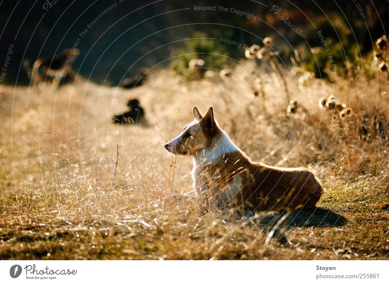 Entspannen Natur Landschaft Pflanze Wetter Schönes Wetter Gras Sträucher Feld Haustier Hund Tiergruppe Tierpaar Tierfamilie Denken Fressen Jagd sitzen