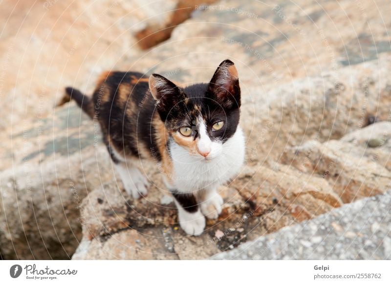 Streunende Katze schwarz und braun schön Gesicht Natur Tier Straße Pelzmantel Haustier Traurigkeit dreckig dünn klein niedlich wild grau weiß Einsamkeit