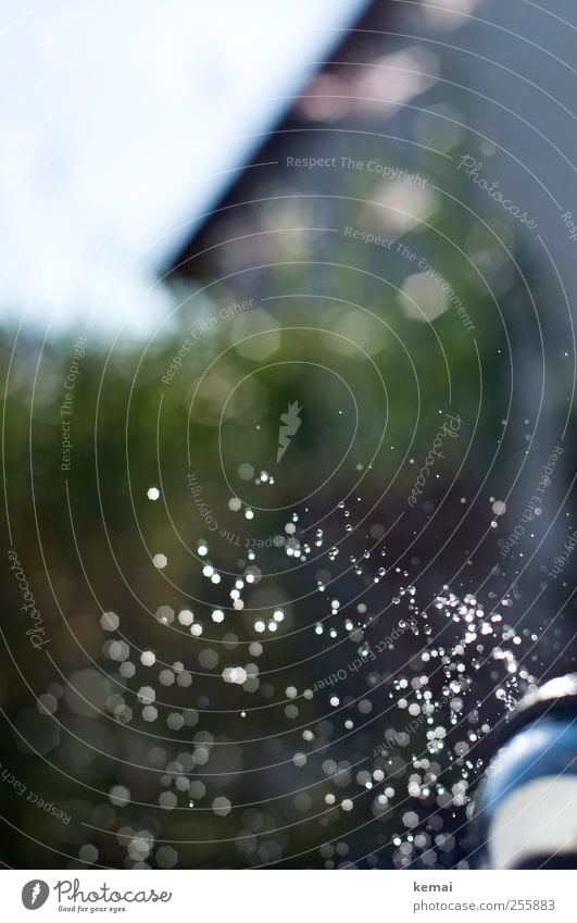 Blumen gießen Umwelt Natur Pflanze Wasser Wassertropfen Sonne Sonnenlicht Sommer Schönes Wetter Garten hell nass wässern Wasserspritzer spritzen spritzig