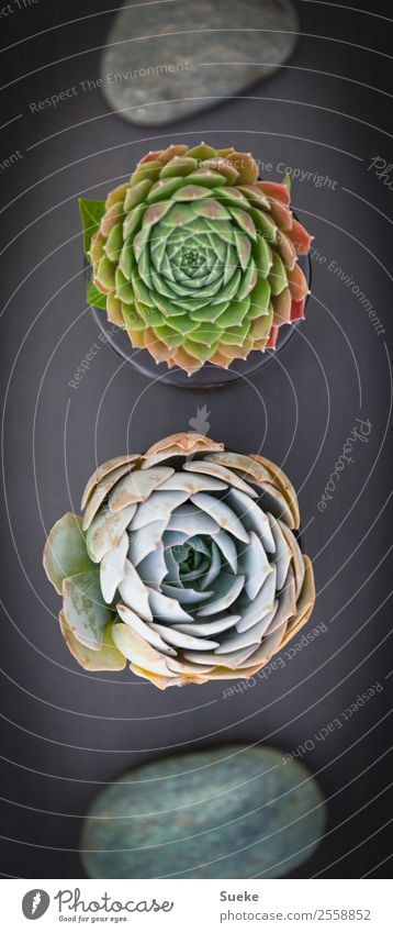 Spa Wellness Dekor: Blumenarrangement Pflanze Sukkulenten Agave Steinplatten grau grün Zen Buddhismus Feng Shui beruhigend einfach harmonisch Farbfoto