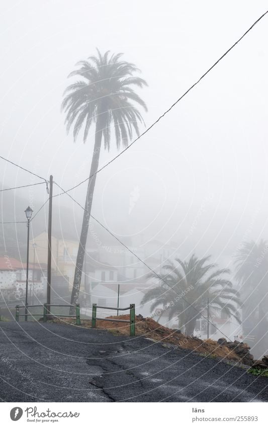 *urlaubstraum* Landschaft Nebel Dorf Haus grau Wege & Pfade Asphalt Straße Palme Strommast Hochspannungsleitung Menschenleer Textfreiraum rechts Tag Silhouette