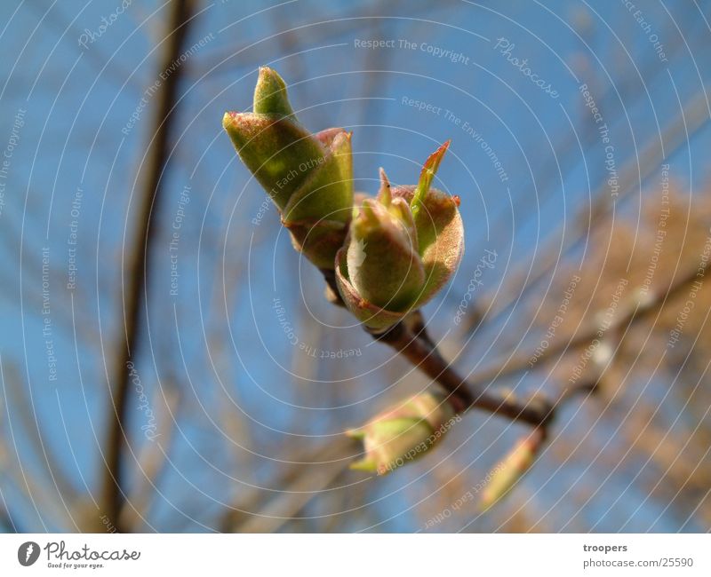 Herbstblüte Blüte Baum Makroaufnahme Pflanze Nahaufnahme Stengel