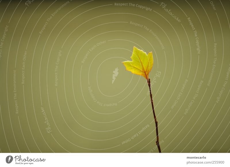 Einsam... Umwelt Natur Pflanze Herbst Schönes Wetter Baum Blatt Grünpflanze Wildpflanze Platane Garten ästhetisch dünn authentisch hoch klein trocken wild weich