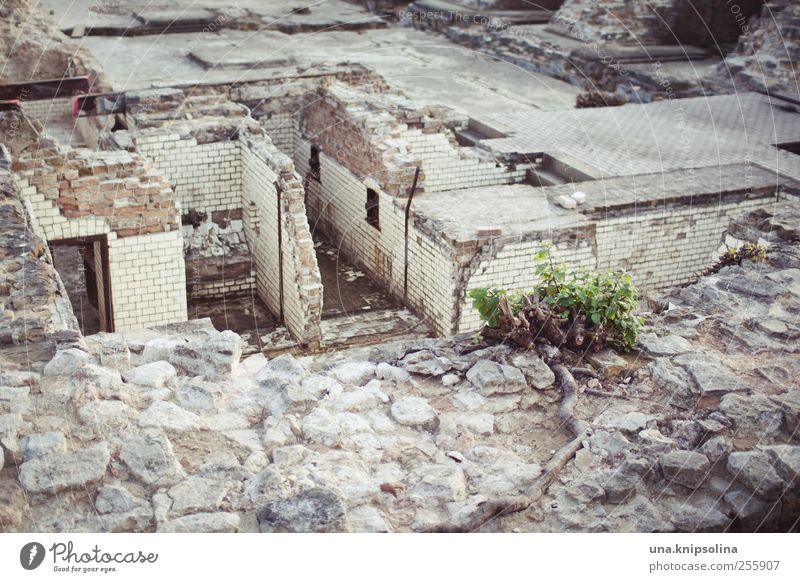 nachmieter gesucht... Häusliches Leben Haus Keller Pflanze Berlin Berlin-Mitte Stadtzentrum Altstadt Menschenleer Burg oder Schloss Ruine Bauwerk Gebäude Mauer