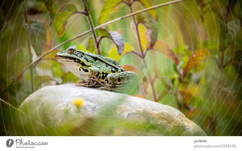 Ich bin ein Prinz Ausflug Abenteuer Camping Sommer Sonne Tier Wildtier Frosch 1 füttern braun grün Grasfrosch Teich Stein Farbfoto Außenaufnahme Detailaufnahme