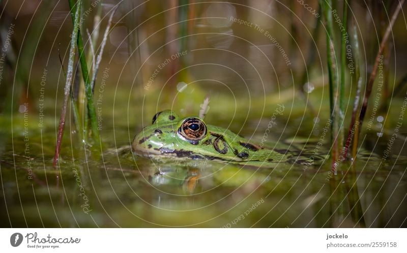 Oberkante Unterlippe Umwelt Natur Wasser Sommer Sträucher Tier Frosch 1 beobachten krabbeln Schwimmen & Baden Blick braun mehrfarbig gelb gold grün Farbfoto