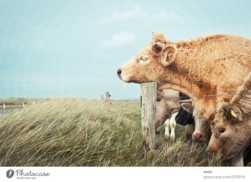 Müde bin ich ... Bioprodukte Natur Tier Wiese Nutztier Kuh Tiergruppe Herde schlafen lustig natürlich niedlich Tierliebe Müdigkeit Landleben