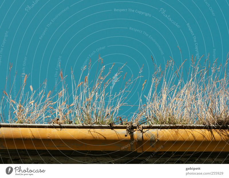 Dachgarten Natur Himmel Wolkenloser Himmel Schönes Wetter Gras Gebäude Dachrinne alt außergewöhnlich nachhaltig natürlich trocken wild blau gelb Lebensfreude