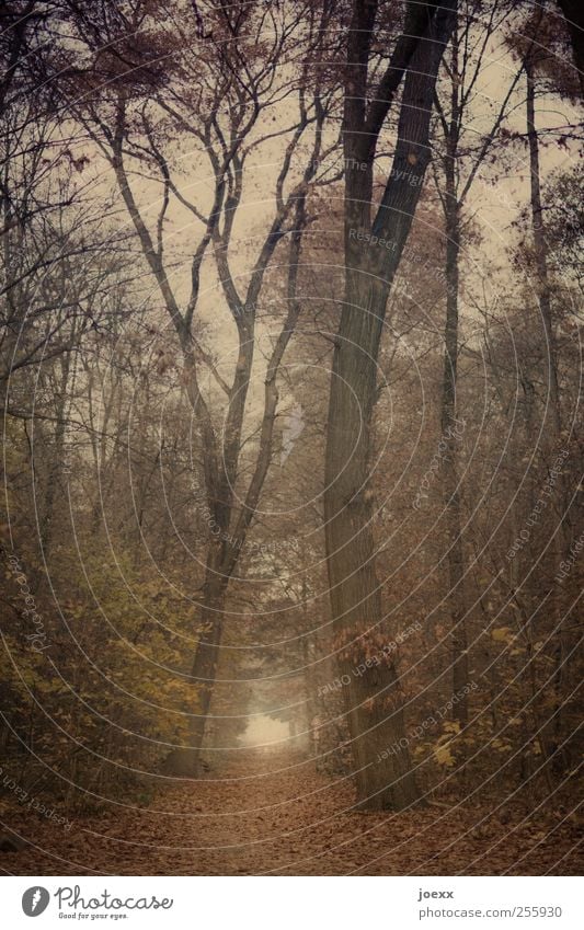 Herbst antik Natur Himmel Nebel Baum Wald Wege & Pfade alt groß braun gelb grün Glaube Religion & Glaube Hoffnung Idylle Fußweg malerisch Farbfoto