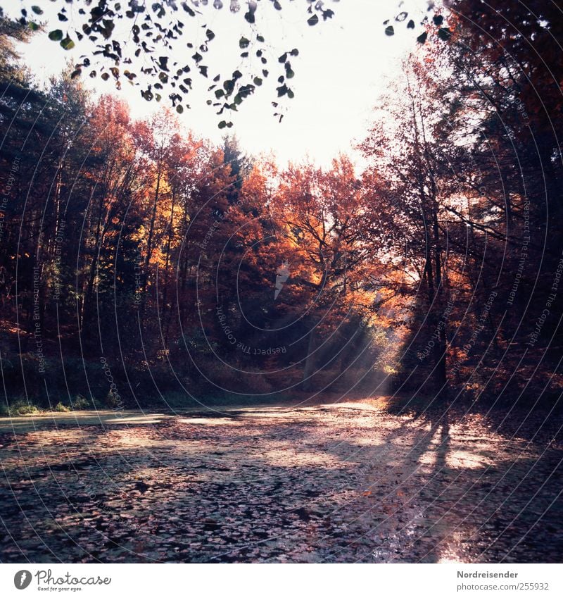 Licht und Schatten Sinnesorgane Erholung ruhig Natur Landschaft Pflanze Herbst Schönes Wetter Wald Moor Sumpf Teich ästhetisch mehrfarbig Einsamkeit Duft