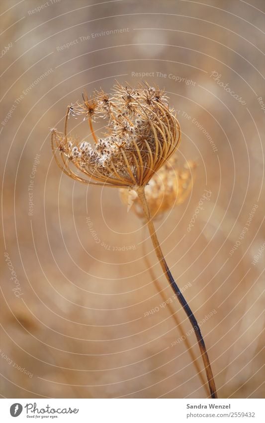 Trockenblume Pflanze Blume Gras Blüte Grünpflanze Korbblütengewächs verblüht braun gelb Wiesenblume Dürre Farbfoto Gedeckte Farben Außenaufnahme Nahaufnahme