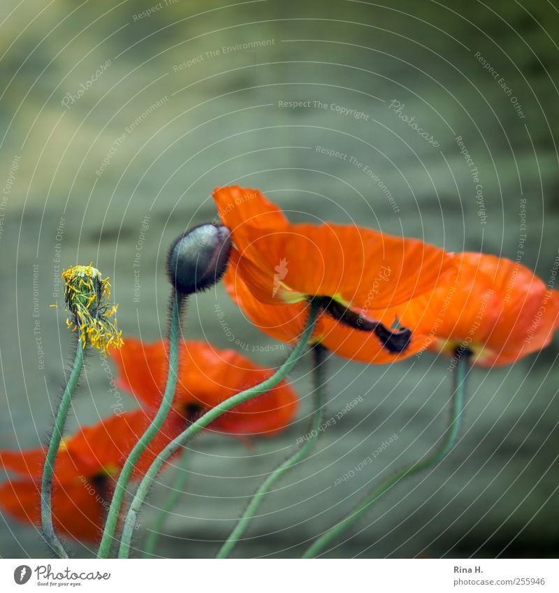 Swing Pflanze Frühling Blume Blüte Mohn Mohnblüte Blütenknospen Bewegung Blühend Tanzen verblüht ästhetisch authentisch natürlich grün Frühlingsgefühle