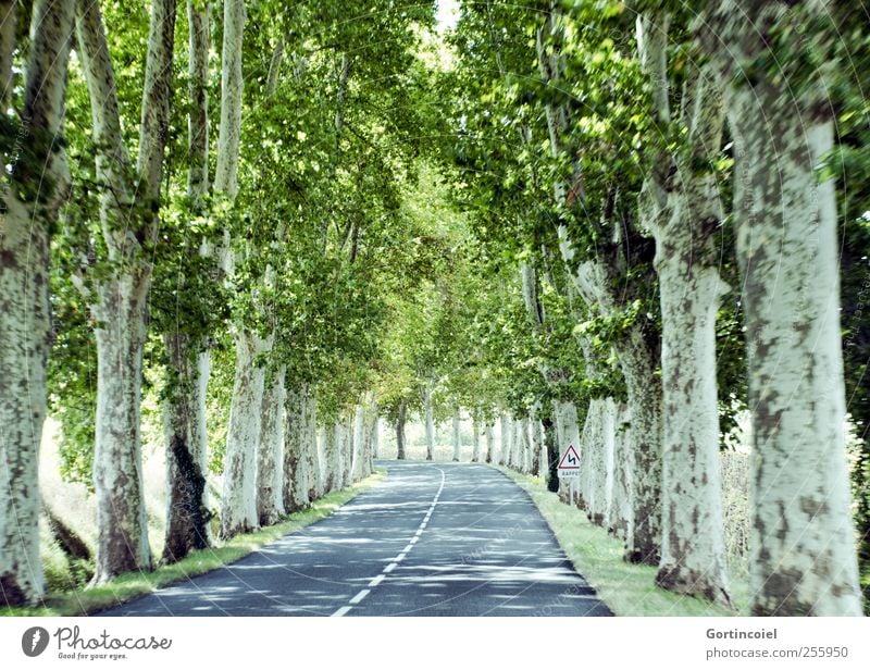 En route Sommer Baum Geschwindigkeit Allee Straße Sonnenfleck unterwegs fahren Baumkrone Farbfoto Außenaufnahme Tag Sonnenlicht Bewegungsunschärfe