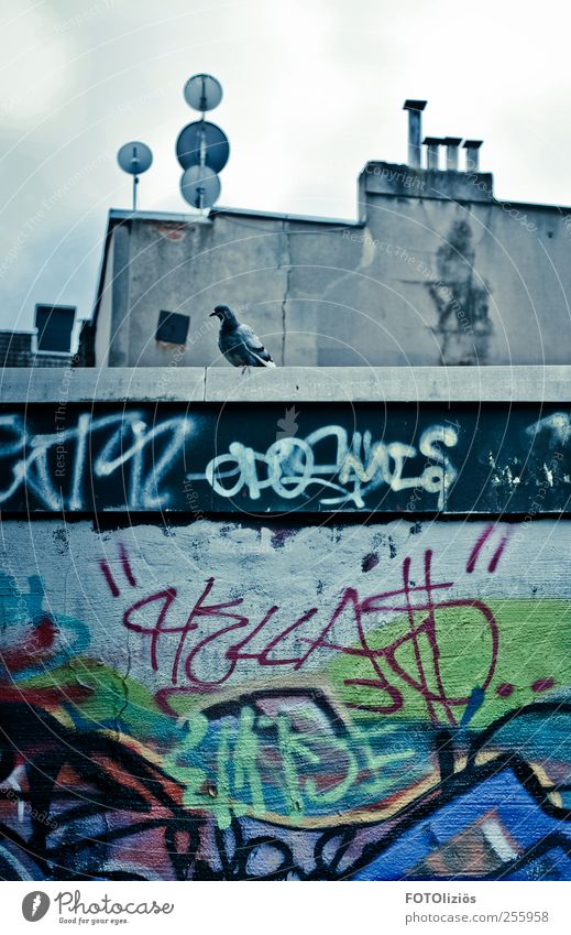 Hinterhofparadies Haus Gebäude Mauer Wand Dach Schornstein Satellitenantenne Tier Vogel Taube 1 Stein Graffiti Traurigkeit Einsamkeit warten kalt Farbfoto